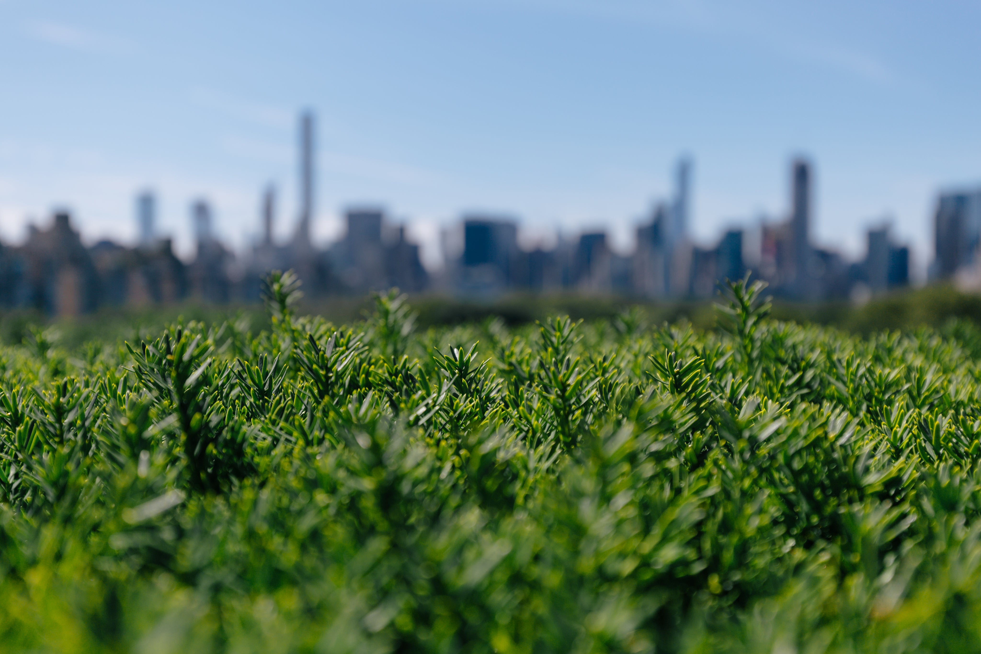files/city-behind-greenery.jpg