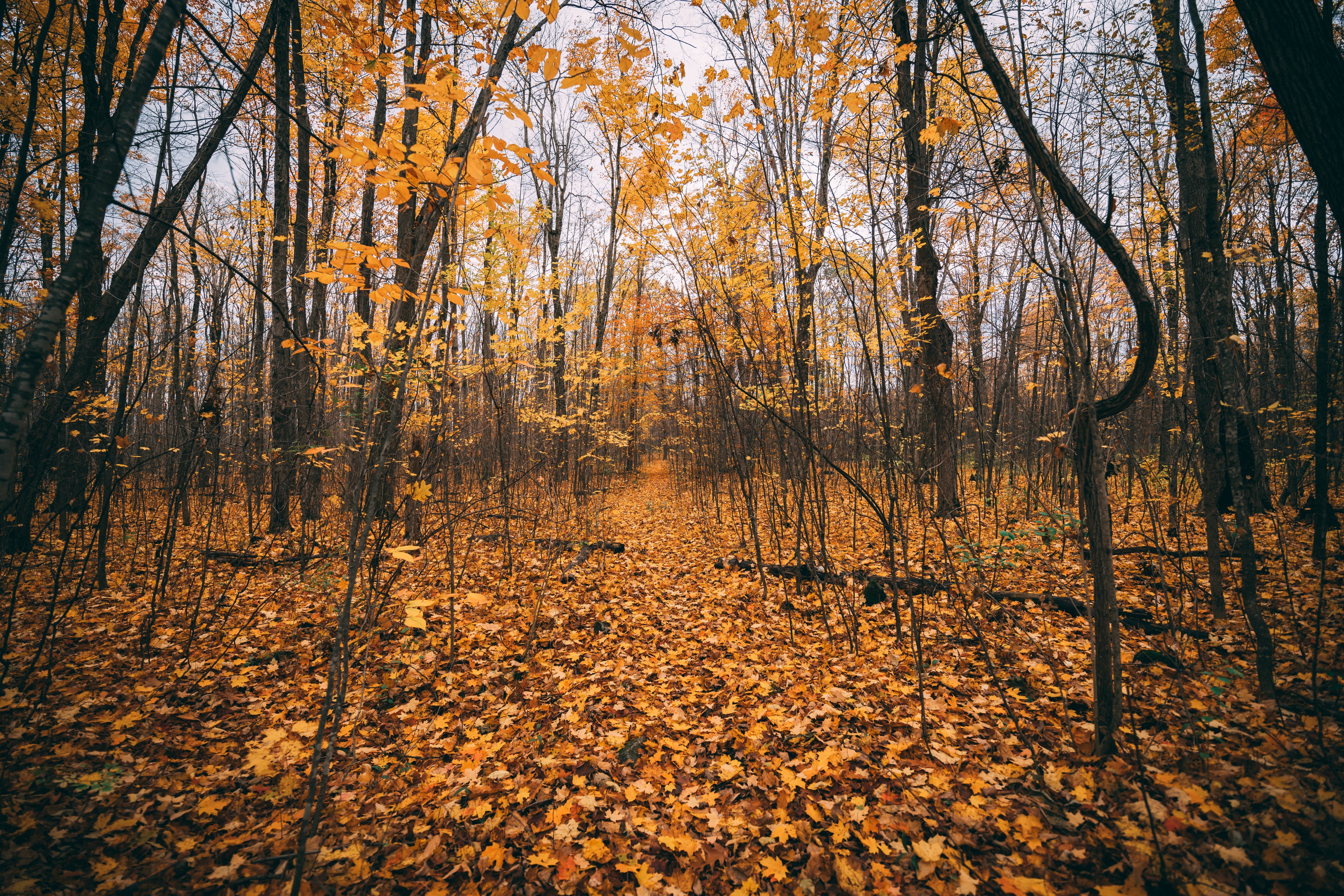 files/golden-autumn-leaves.jpg