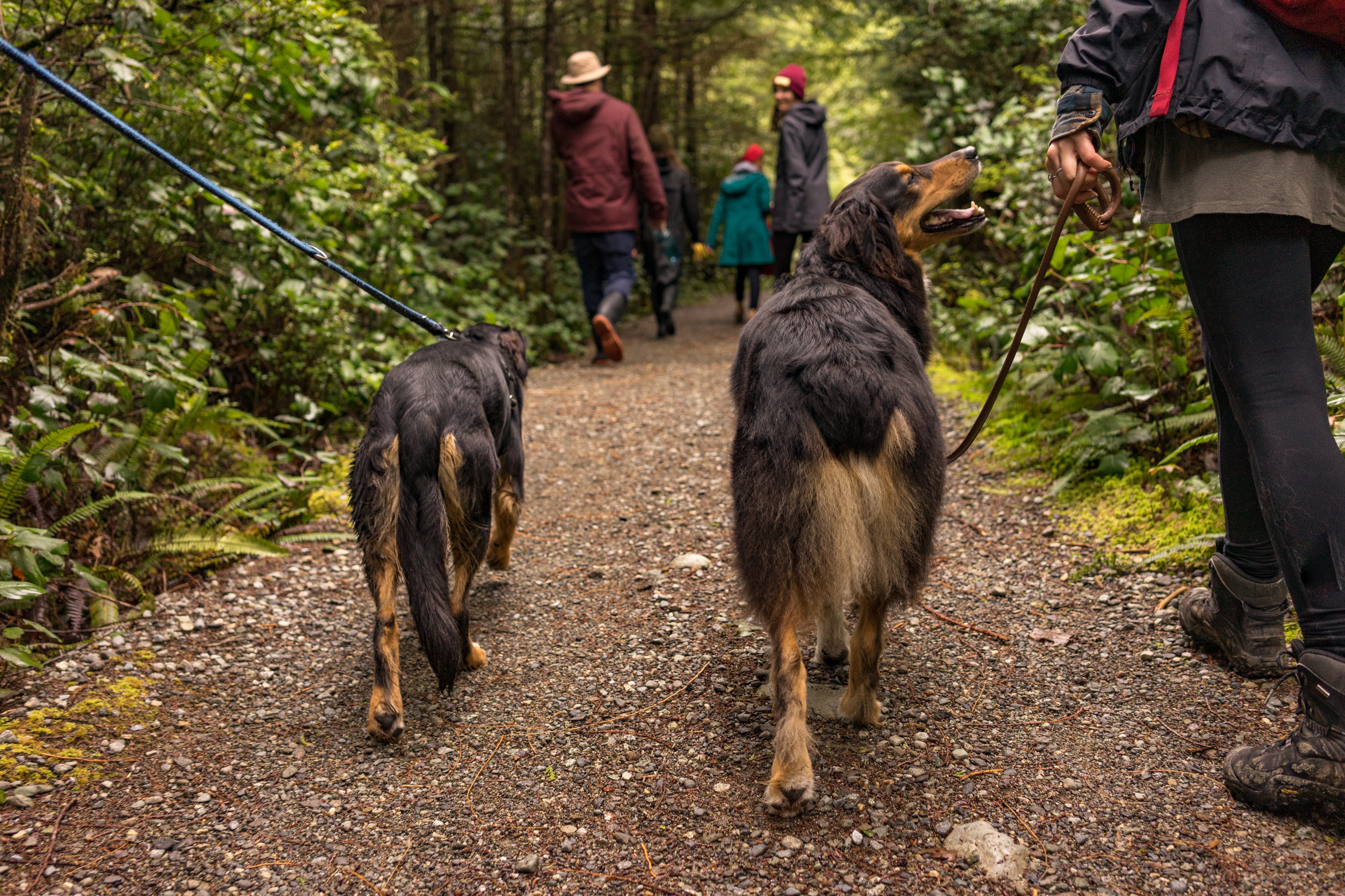files/two-dogs-loving-life-as-they-hike-through-woods.jpg